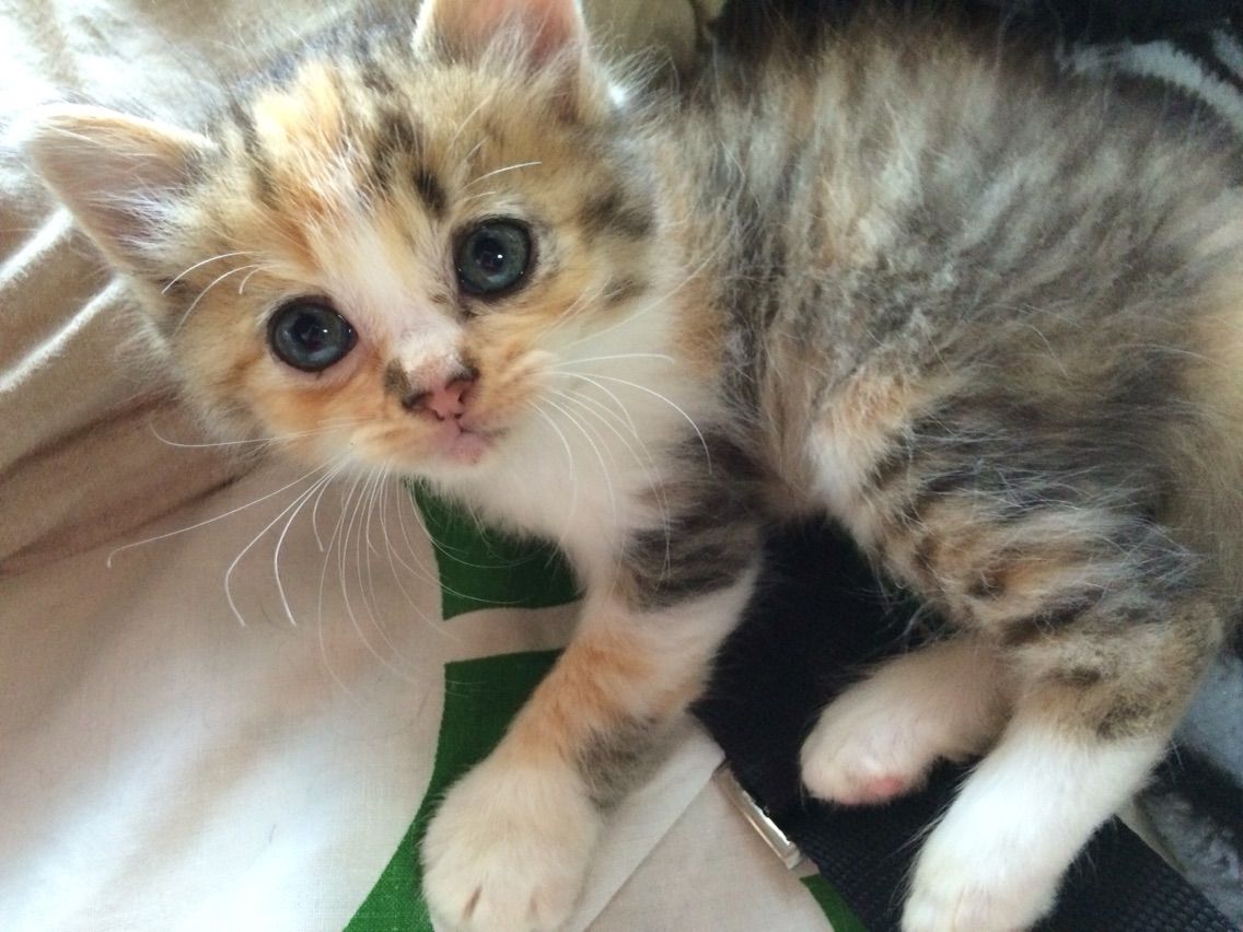 もう後戻りできない 二匹の猫と暮らす生活に捨て猫がやって来た