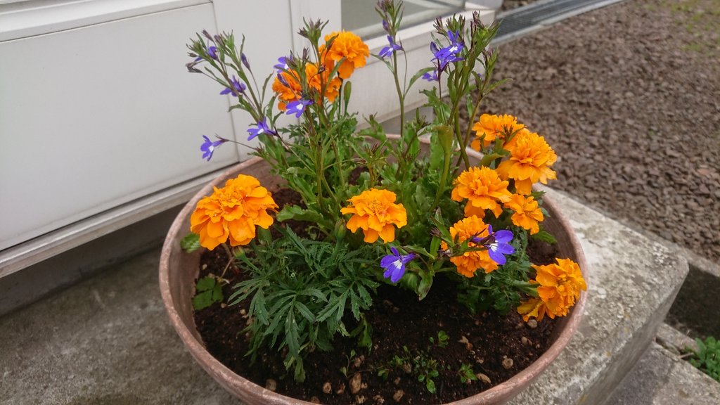 エルダー植えました セイヨウニワトコ 裏庭には