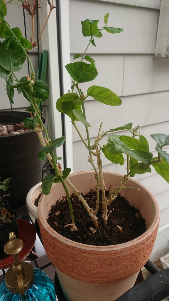 エルダー植えました セイヨウニワトコ 裏庭には