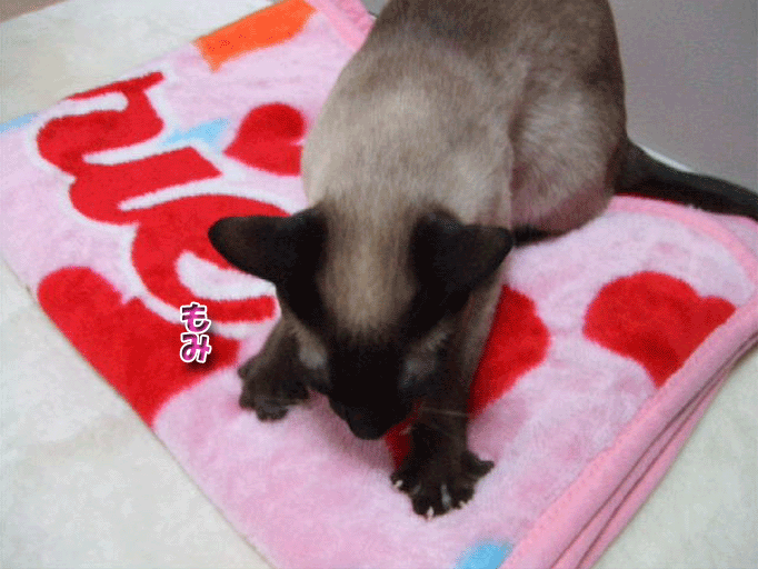 シャム猫えきさいてぃんぐきゃっつ シャム猫可愛い 楽しい シャム猫おもしろ画像日記 シャム猫えきさいてぃんぐきゃっつ シャム猫可愛い 楽しい シャム猫おもしろ画像日記
