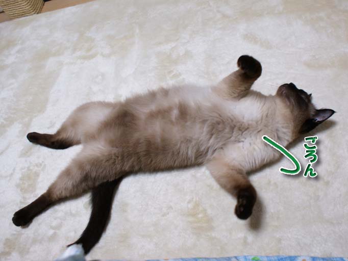 シャム猫2010062804