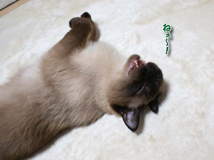 シャム猫2010062806