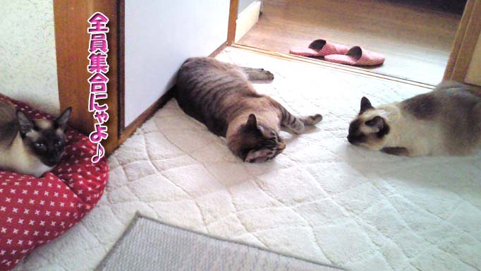 シャム猫2010062905