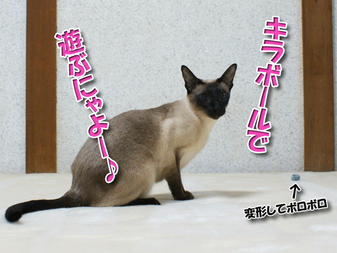 シャム猫えきさいてぃんぐきゃっつ シャム猫可愛い 楽しい シャム猫おもしろ画像日記 シャム猫えきさいてぃんぐきゃっつ シャム猫可愛い 楽しい シャム猫おもしろ画像日記