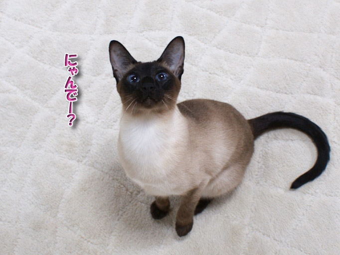 身軽でちっこいシャム猫ランちゃん シャム猫えきさいてぃんぐきゃっつ 身軽でちっこいシャム猫ランちゃん シャム猫えきさいてぃんぐきゃっつ