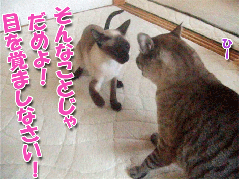 衝撃的事実 シャム猫えきさいてぃんぐきゃっつ 衝撃的事実 シャム猫えきさいてぃんぐきゃっつ