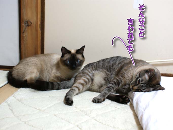 シャム猫2010063005