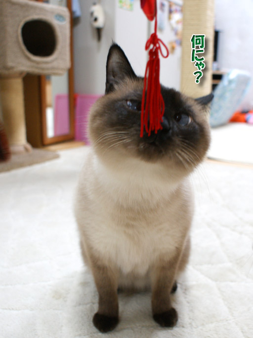 身軽でちっこいシャム猫ランちゃん シャム猫えきさいてぃんぐきゃっつ 身軽でちっこいシャム猫ランちゃん シャム猫えきさいてぃんぐきゃっつ