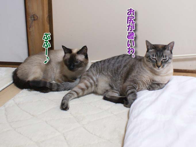 シャム猫2010063003