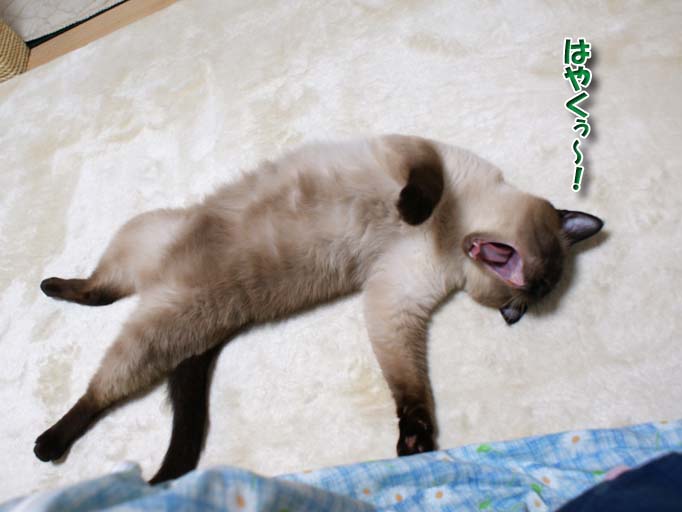 シャム猫2010062807