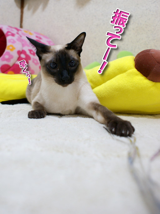 力強い女 シャム猫えきさいてぃんぐきゃっつ