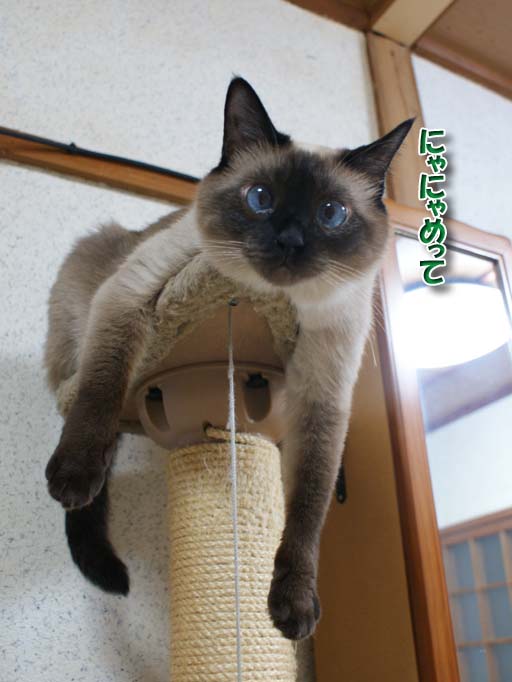 シャム猫2010062609