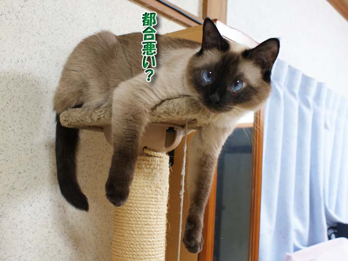 シャム猫2010062611