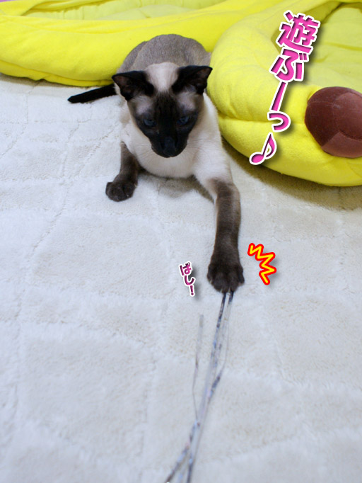 力強い女 シャム猫えきさいてぃんぐきゃっつ