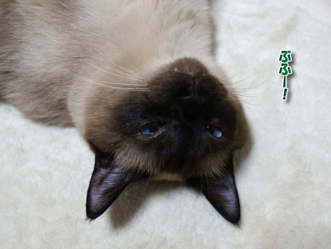 シャム猫2010062801