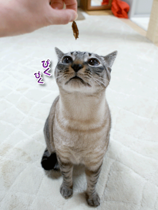 シャム猫えきさいてぃんぐきゃっつ シャム猫可愛い 楽しい シャム猫おもしろ画像日記 シャム猫えきさいてぃんぐきゃっつ シャム猫可愛い 楽しい シャム猫おもしろ画像日記
