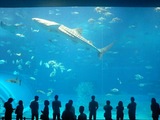 美ら海水族館
