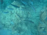 奥武島グラスボート