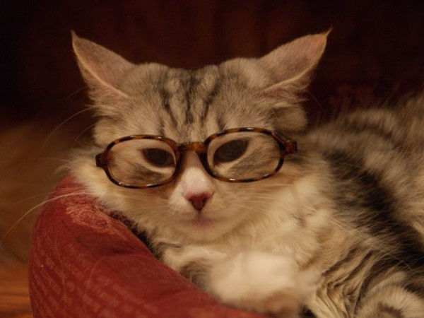 ネコメガネ おもしろ動物画像のblog ネコメガネ おもしろ動物画像のblog