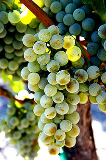 semillon_wine_grapes