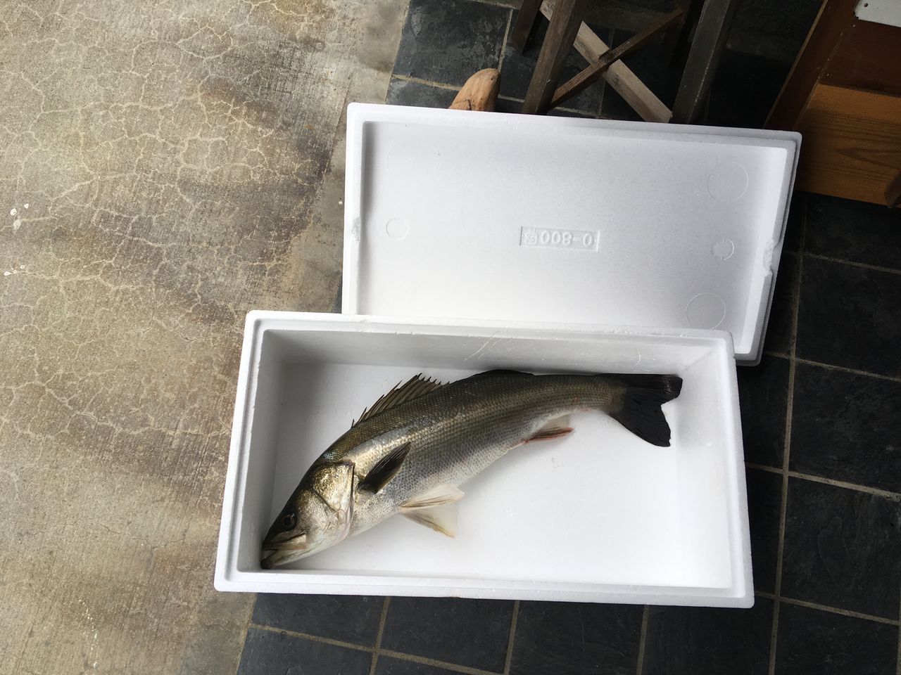 ヒラスズキを食べたよ もらって 海のキレイな田舎に移住して家を Diyでリフォームしたり 子供と大自然で遊んだりしてるよ