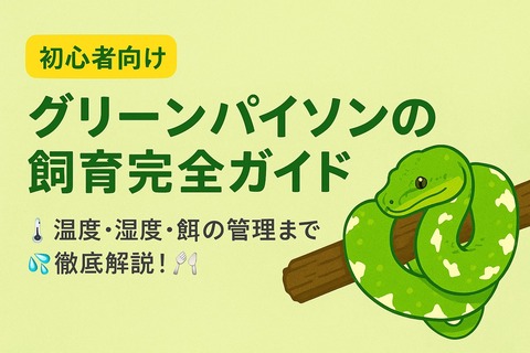 神秘のヘビ・グリーンパイソンの育て方🌿飼育環境から健康管理まで全部わかる! : レオパパの爬虫類ログ