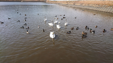 カモと白鳥とバン