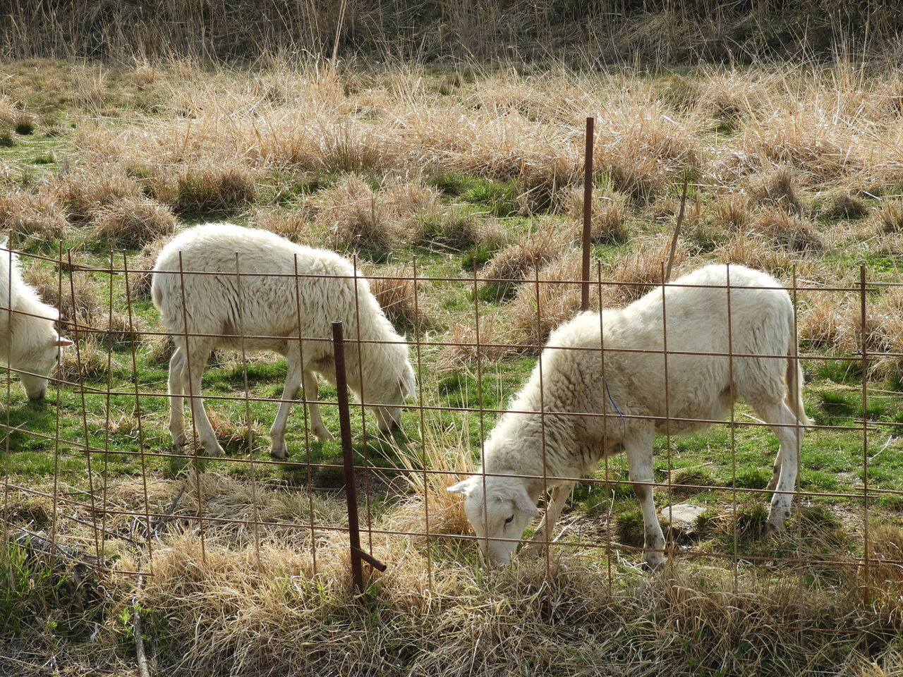 桜川市上城でモコモコな羊さん発見 Sakuragawa Hunter Blog