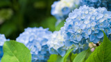 10721747_MotionElements_hydrangea-003-0162