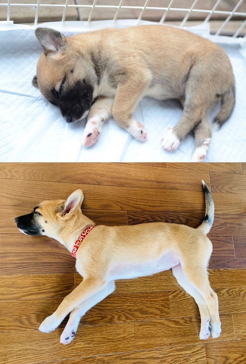 子犬 買っておいてよかったと思うものをシェアハピ ベスト5 ハラダチ日記 Powered By ライブドアブログ