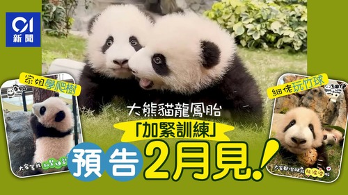 panda
