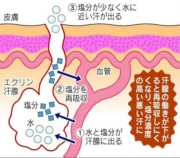 汗と皮膚