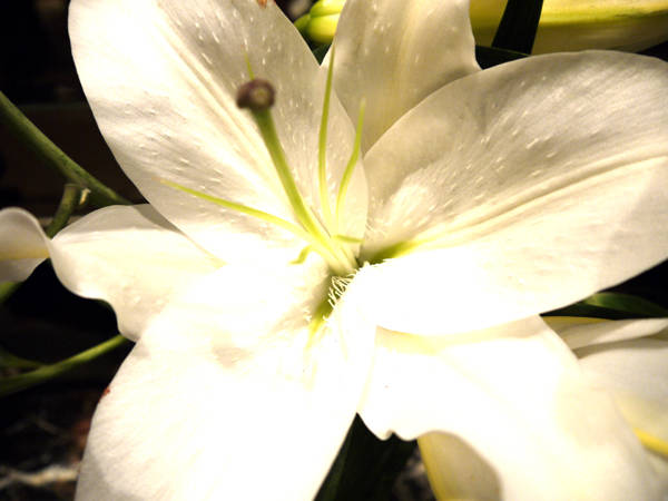 花は咲く場所を選ばない Ccpインフォメーション