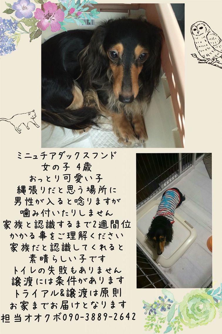 里親募集ポスターと保健所収容犬 (社)地域動物コミュニケーションズ〜Ponny〜