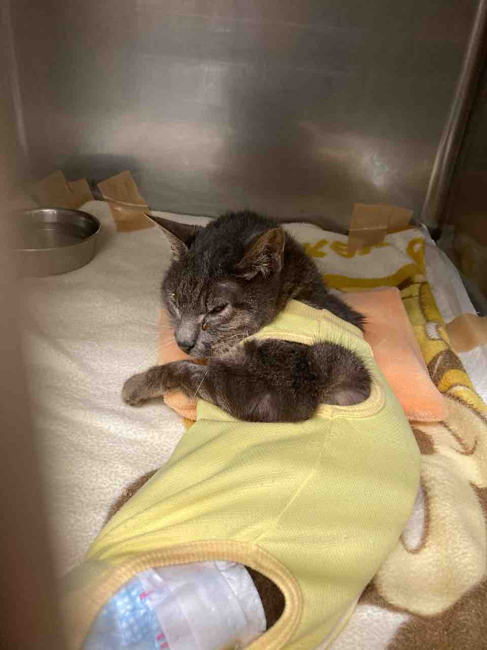 アレコレ話 社 地域動物コミュニケーションズ Ponny