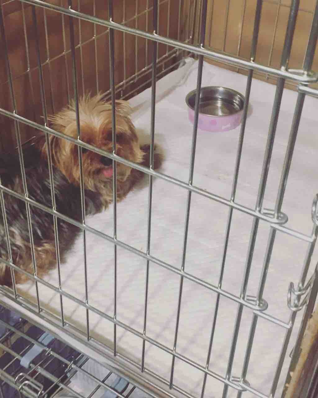 老犬遺棄 社 地域動物コミュニケーションズ Ponny