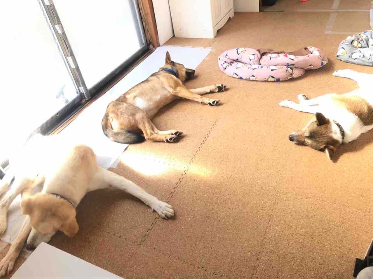 野犬成犬から家庭犬へ 社 地域動物コミュニケーションズ Ponny