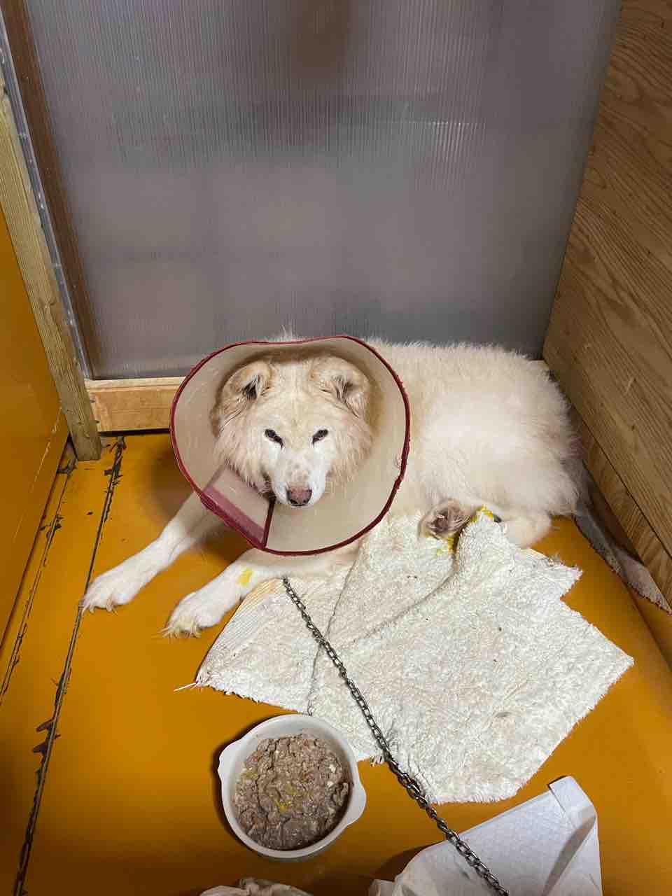 疲れた 社 地域動物コミュニケーションズ Ponny 疲れた 社 地域動物コミュニケーションズ Ponny