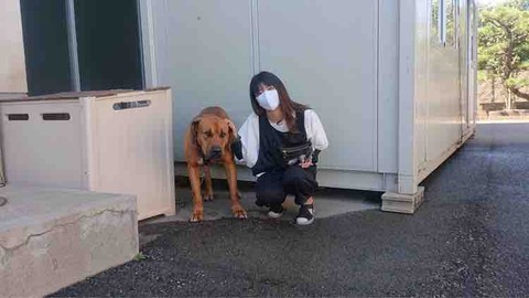 土佐犬 社 地域動物コミュニケーションズ Ponny 土佐犬 社 地域動物コミュニケーションズ Ponny