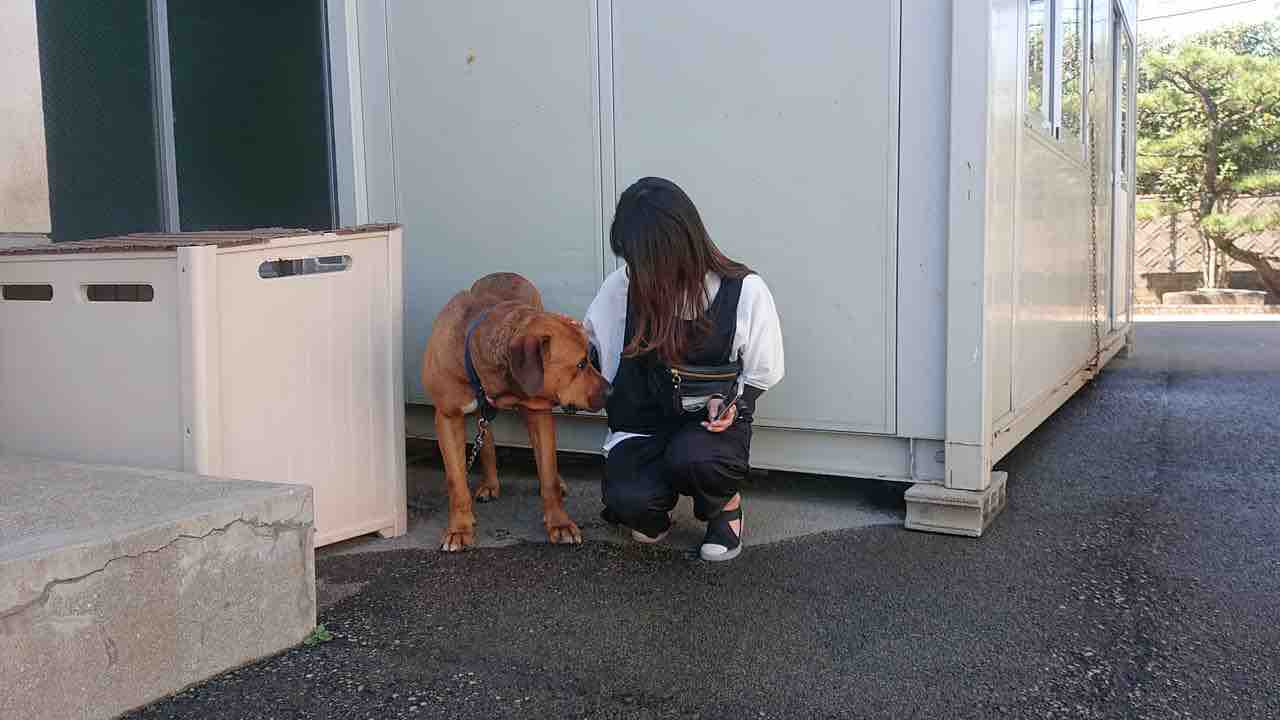 えっ 土佐犬 子犬 社 地域動物コミュニケーションズ Ponny