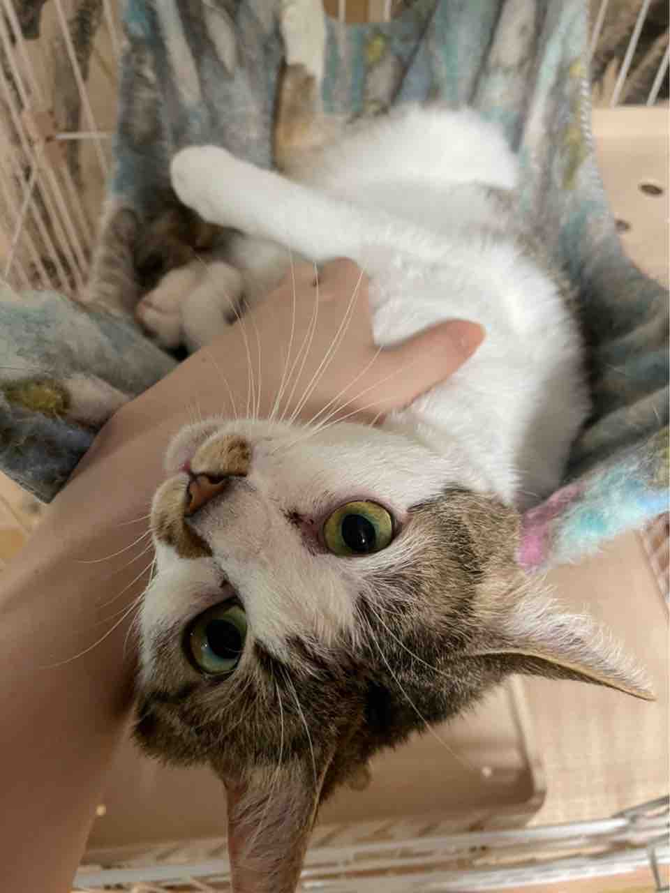 ピックアップ 社 地域動物コミュニケーションズ Ponny