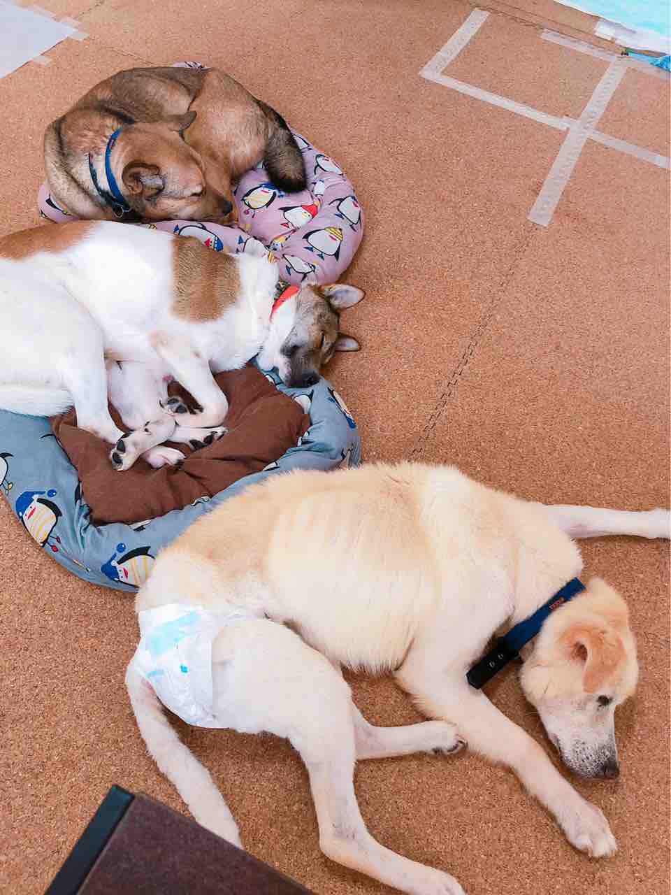 野犬成犬から家庭犬へ 社 地域動物コミュニケーションズ Ponny 野犬成犬から家庭犬へ 社 地域動物コミュニケーションズ Ponny