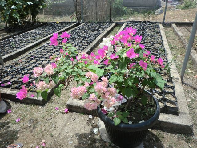 接ぎ木の技術 : 世界と地域を結ぶCDICのブログ