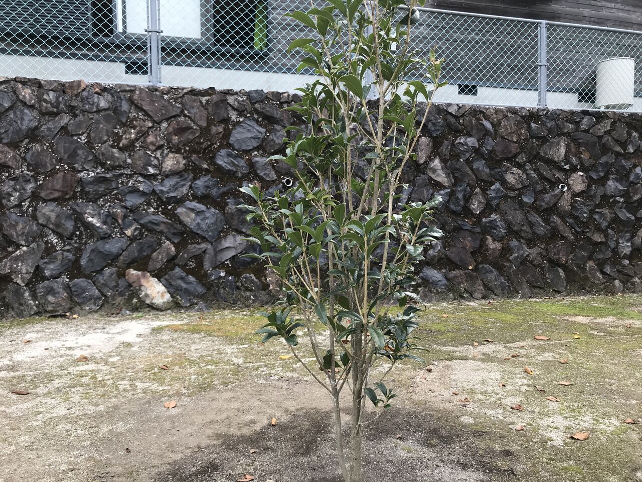 曇り空 アスキーの自転車で行こう
