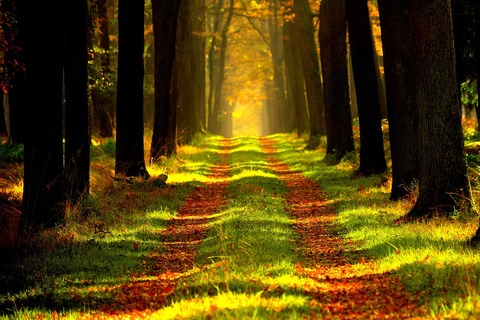 forest-868715_960_720 (1)