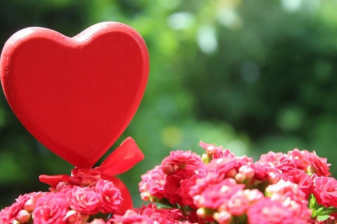flower-3434625_960_720