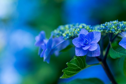 plant-1197746_960_720