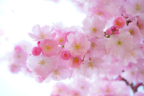 japanese-cherry-trees-324175_960_720