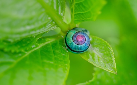 snail-1335473_960_720