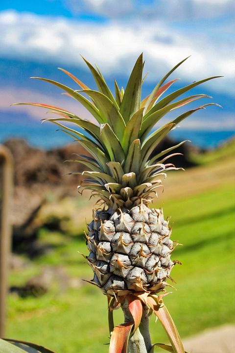 pineapple-3126182_960_720